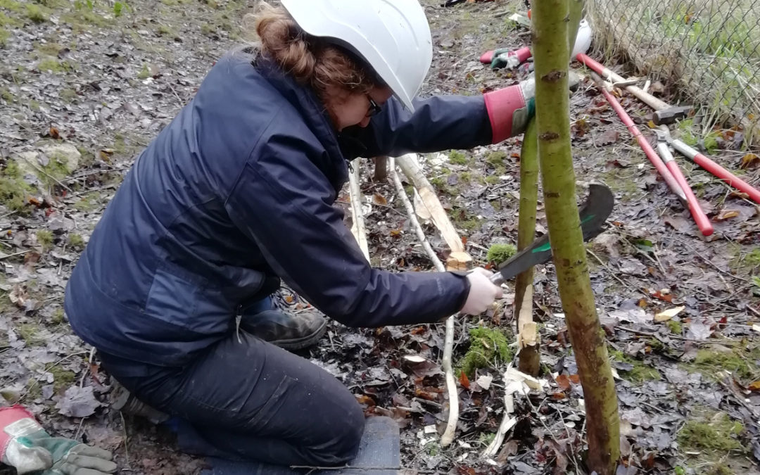 Free Woodland sessions in Shirebrook