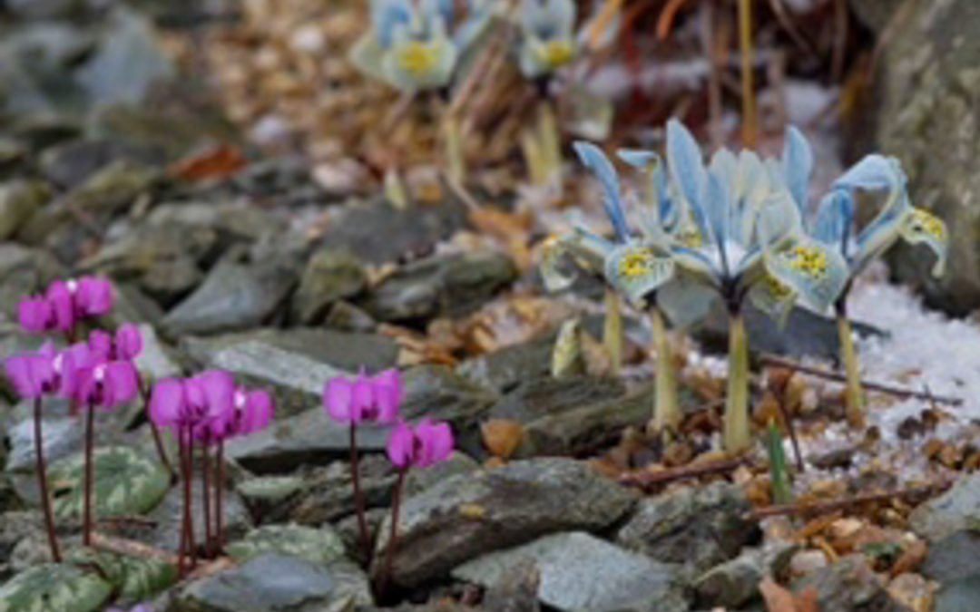 Winthrop Community Gardens