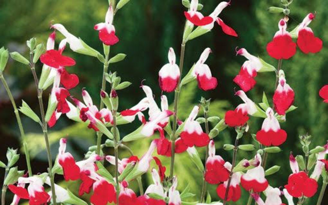 Winthrop’s May Day Plant Sale