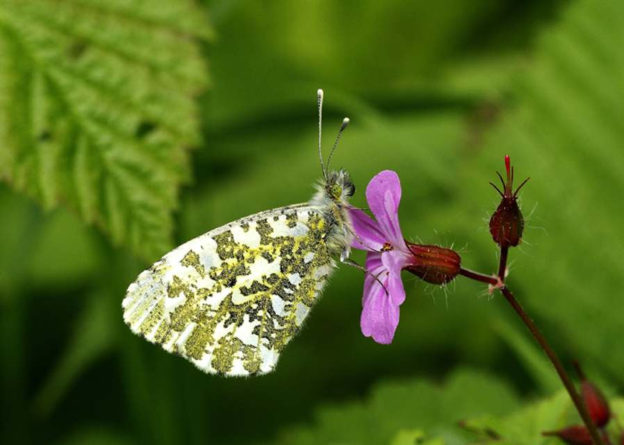 Wildlife to look out for in June