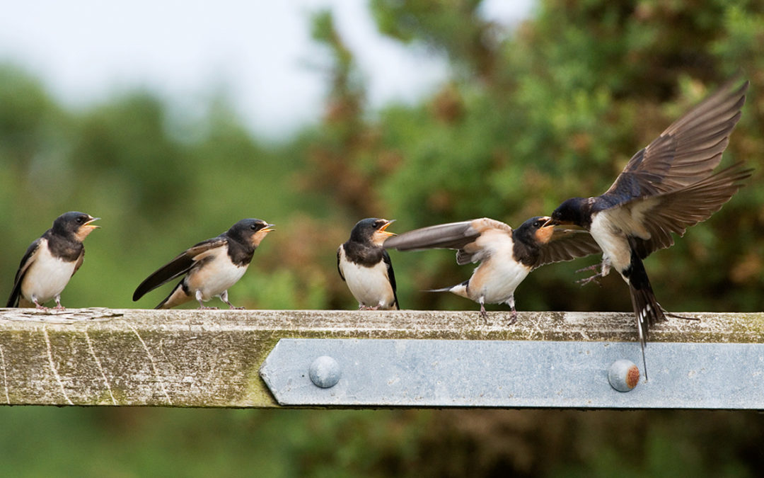 Cold starts might remain but wildlife can warm your heart