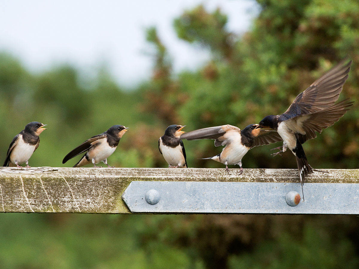 Swallow feeding young cpt Mike Vickers – May 2021