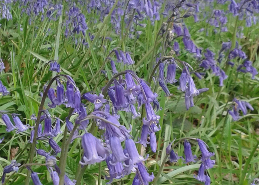 Hodsock Priory bluebell event raises thousands