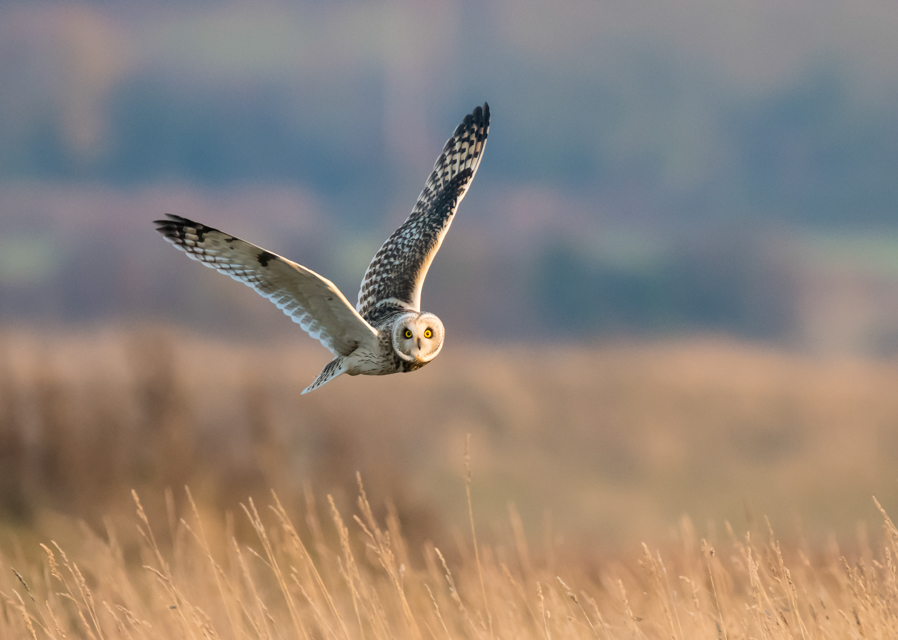 Wildlife to savour in July