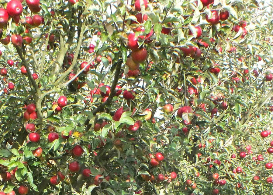 East Markham Apples