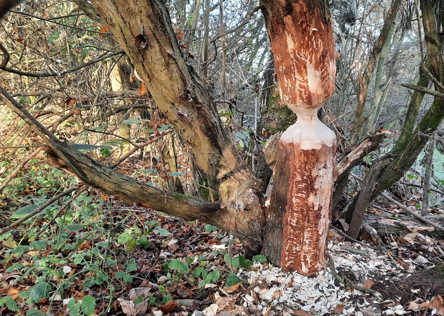 Winter wildlife ‘bucket list’