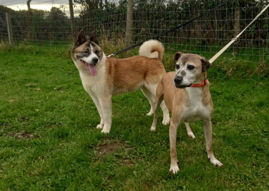 Over 1,000 local animals helped by RSPCA Doncaster and Rotherham