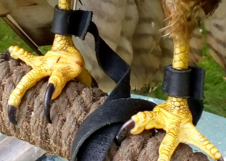 The story of Bullet the Buzzard