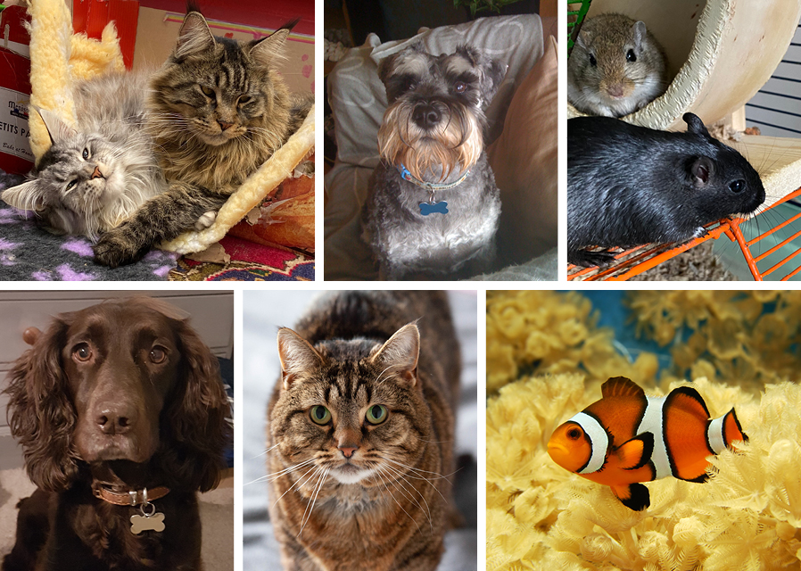 Make your pet our cover star