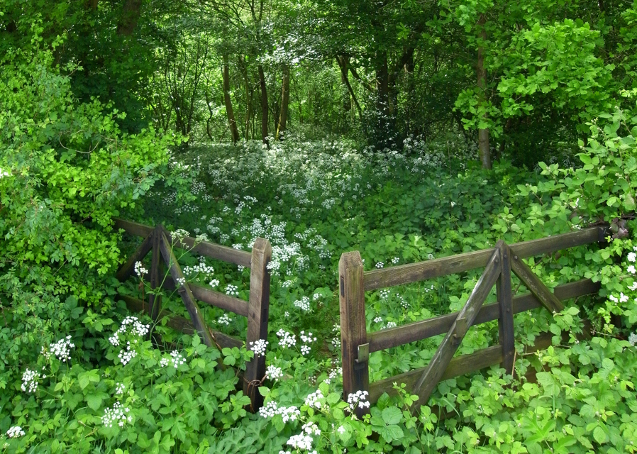 Irreplaceable natural heritage that’s vital to our future