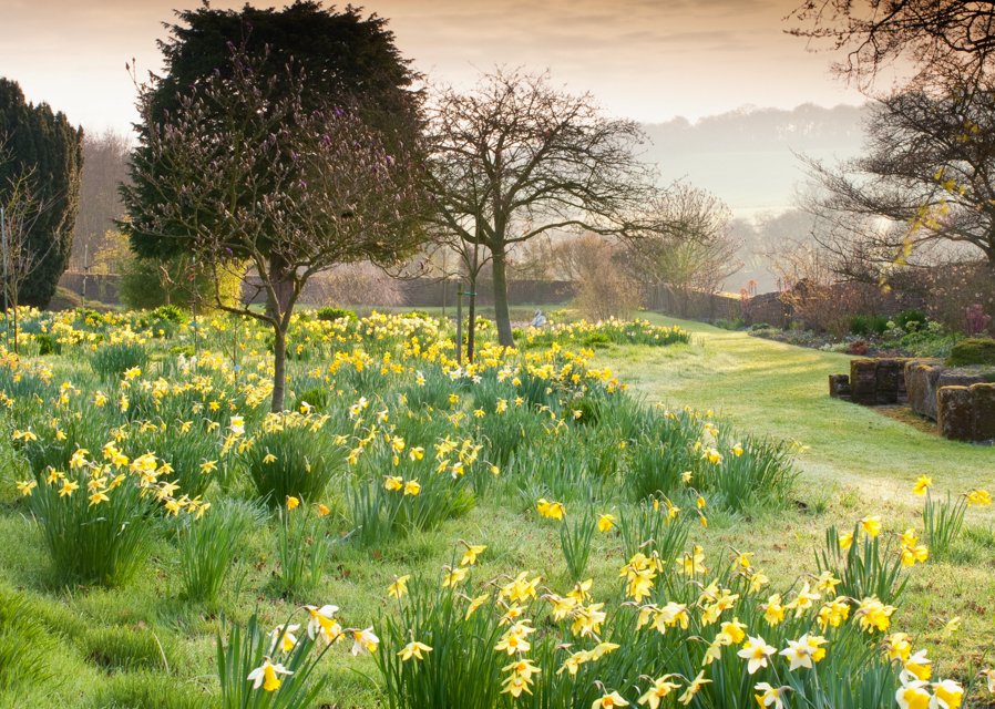 April is all about daffodils!