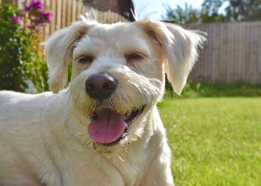 Our Rotherham Life pet cover star winners!