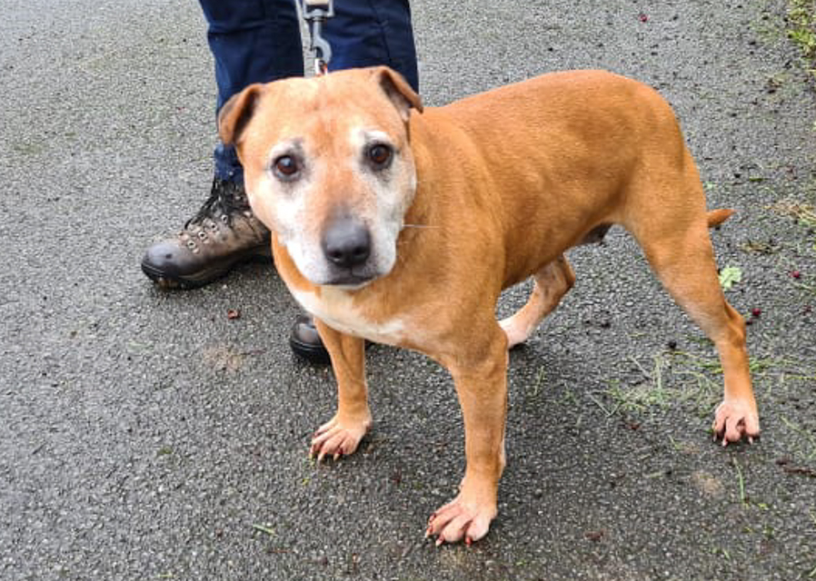 Long-stay animals looking for a second chance at happiness