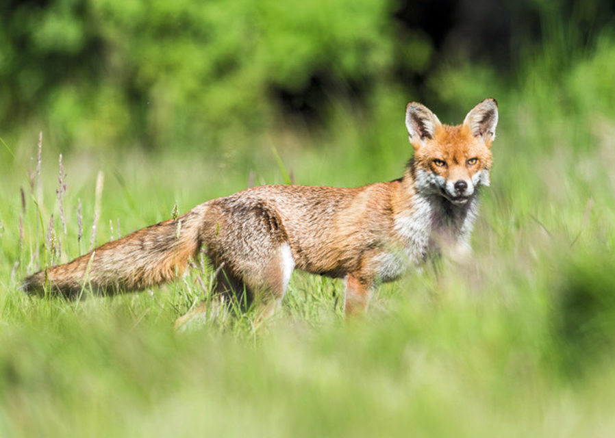 The Gainsborough Area Group of the Lincolnshire Wildlife Trust