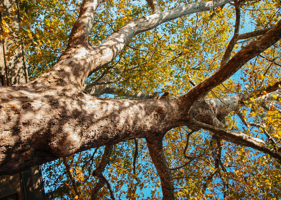 Stunning sycamores
