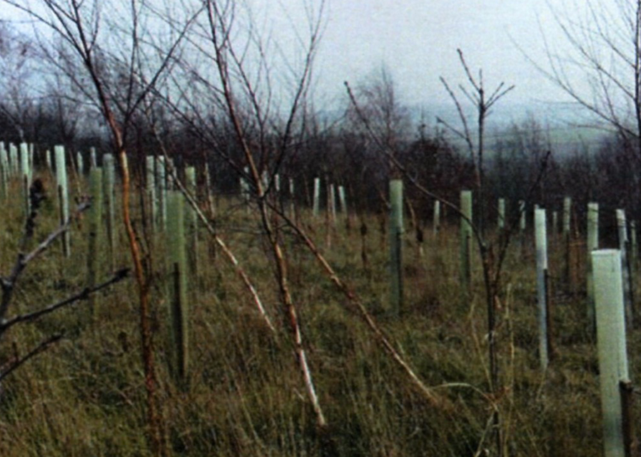 Rotary Wood: an anniversary