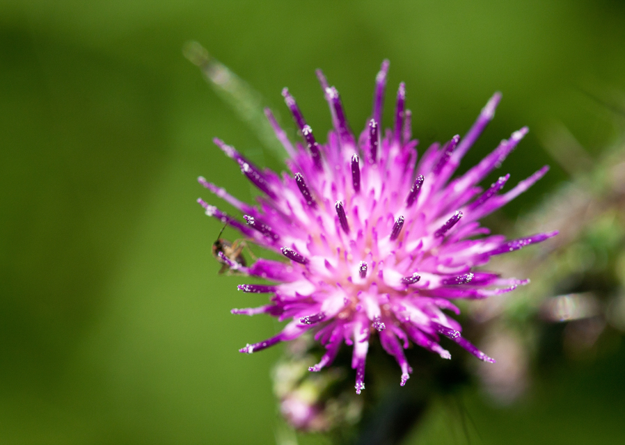 July’s natural jewels