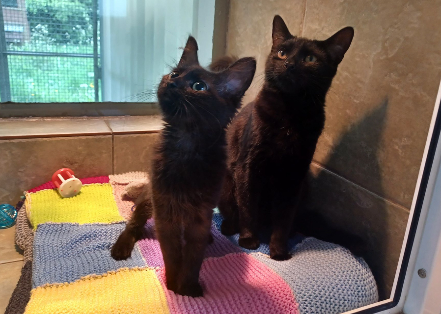 RSPCA Doncaster & Rotherham Branch
