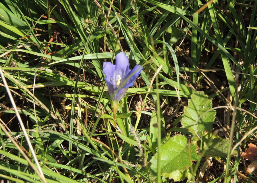 Gainsborough Area Group of the Lincolnshire Wildlife Trust