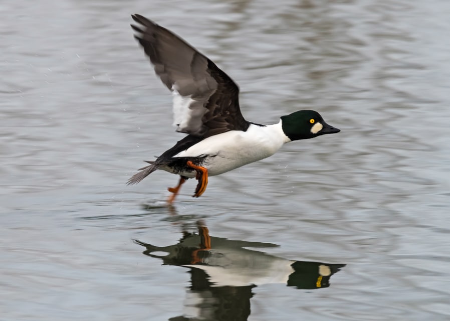 Winter offers a whole new world of wildlife spotting