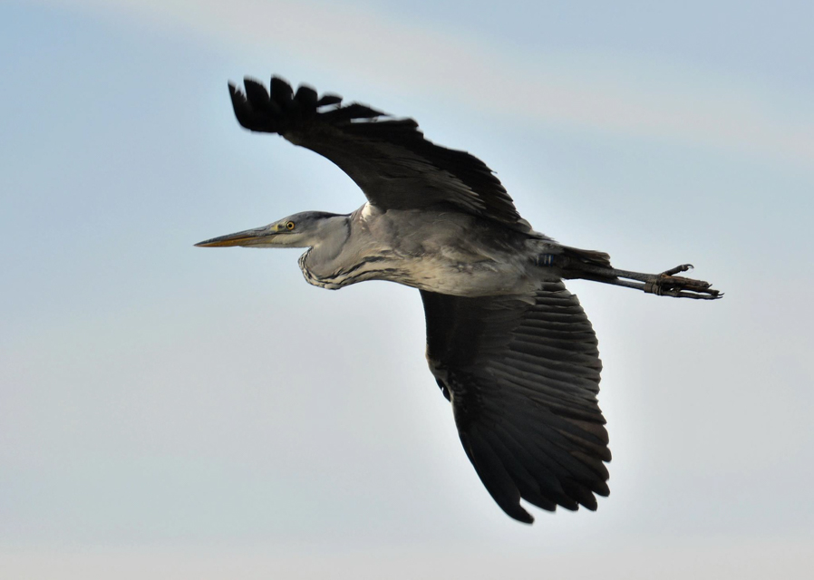 New opportunities to see and enjoy nature