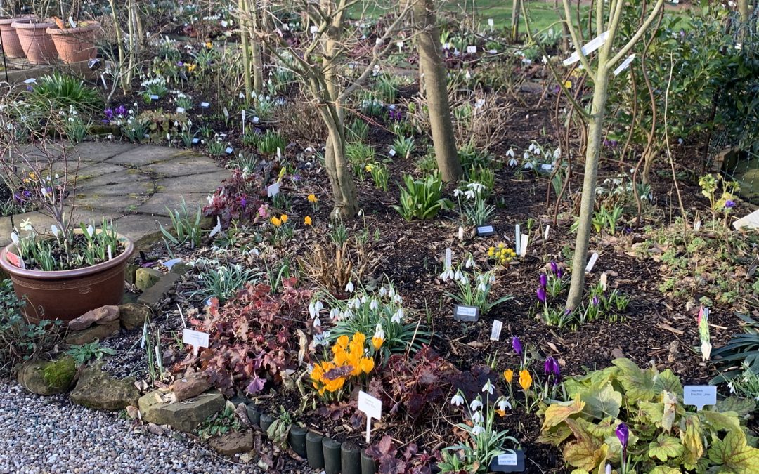 Banish the dark days of winter with snowdrops and spring flowers