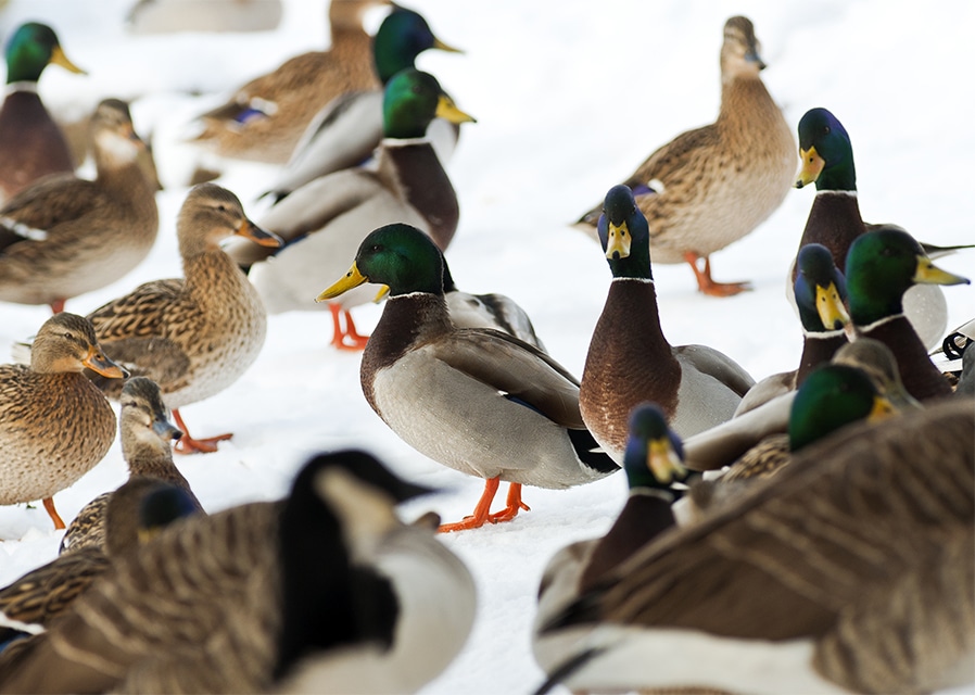 Colour and interest abound as dark days begin to lighten