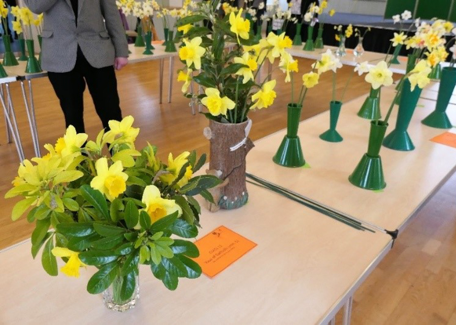 Daffodil Delight