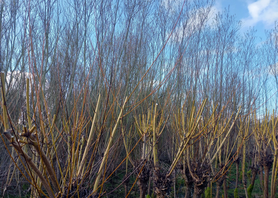 Willow, willow…
