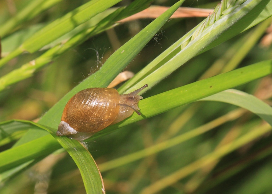 Make friends with Molluscs this spring