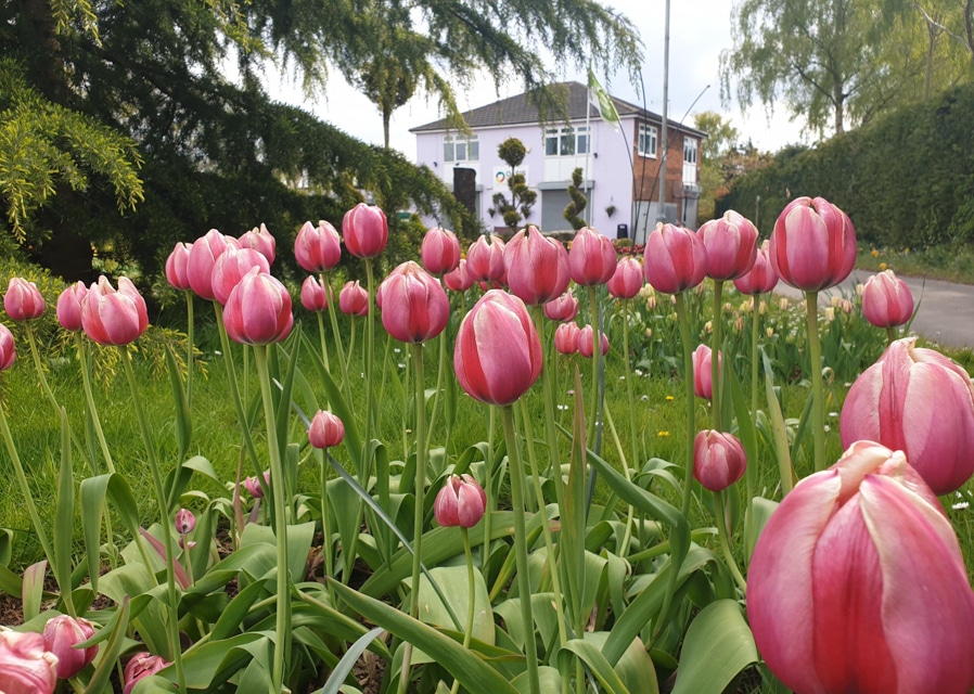 Oasis Community Gardens celebrates the wonders of springtime