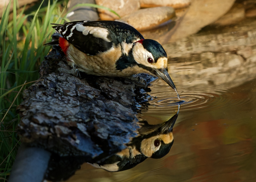 Retford and District Photographic Society