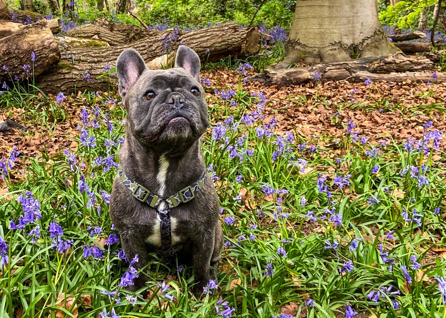 Our pet cover star winner!