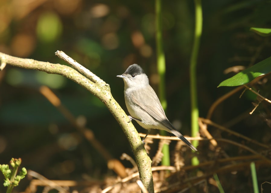 May’s magical wildlife