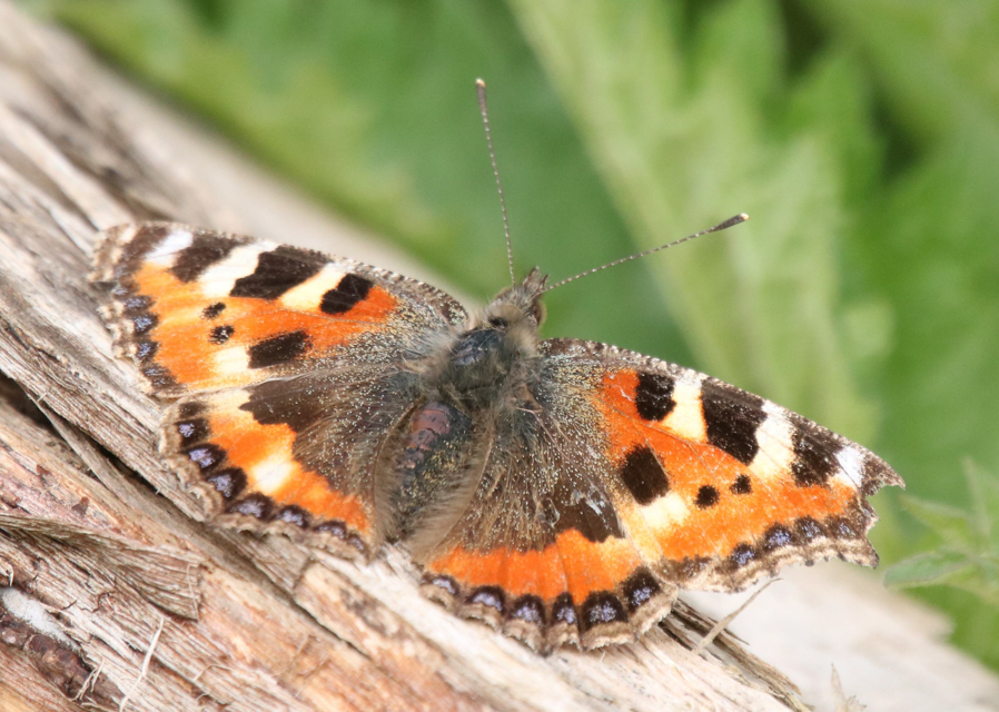 The Treasures of Treswell Wood