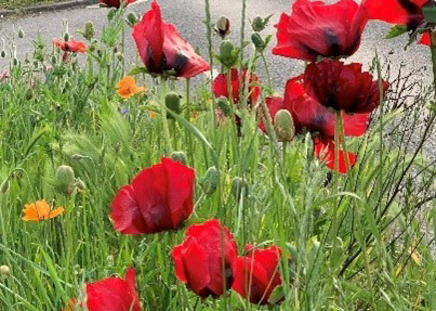 Edwinstowe in Bloom