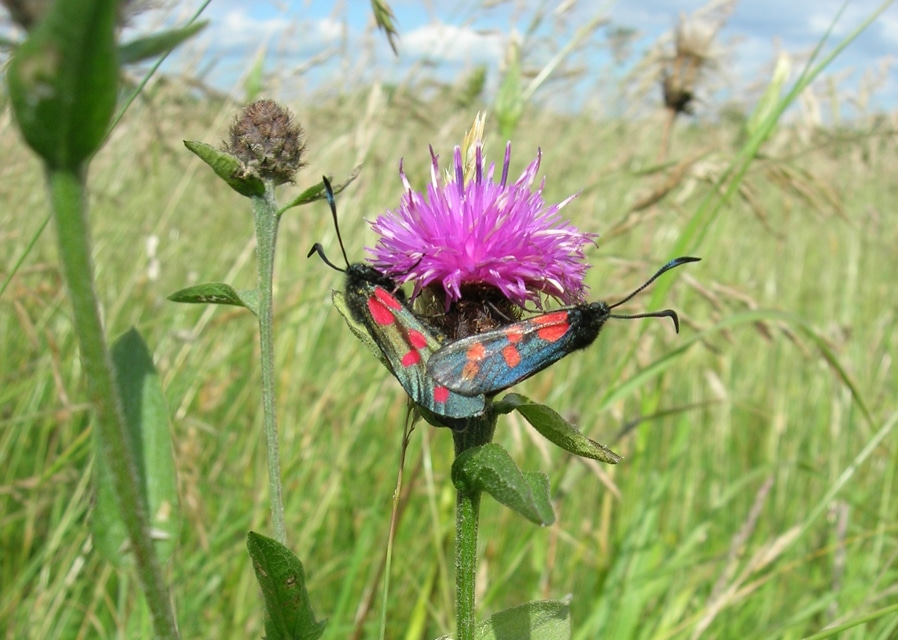 Marvellous meadows