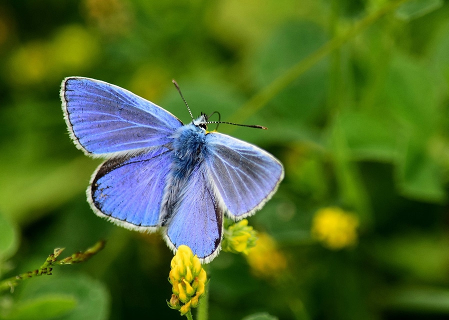 Wildlife to savour in August