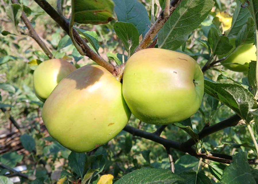An apple a day…