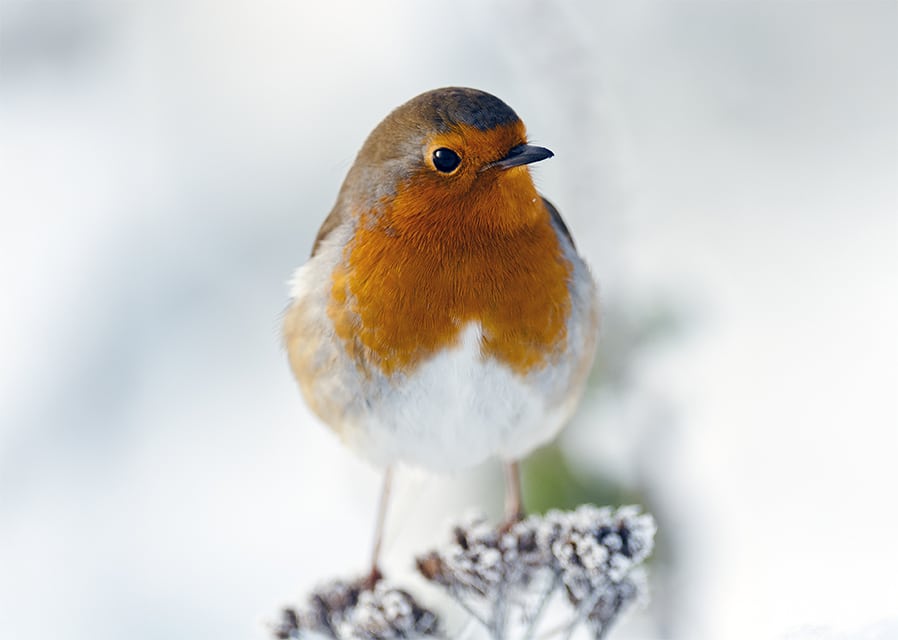 Season of good will to all men – but not necessarily robins