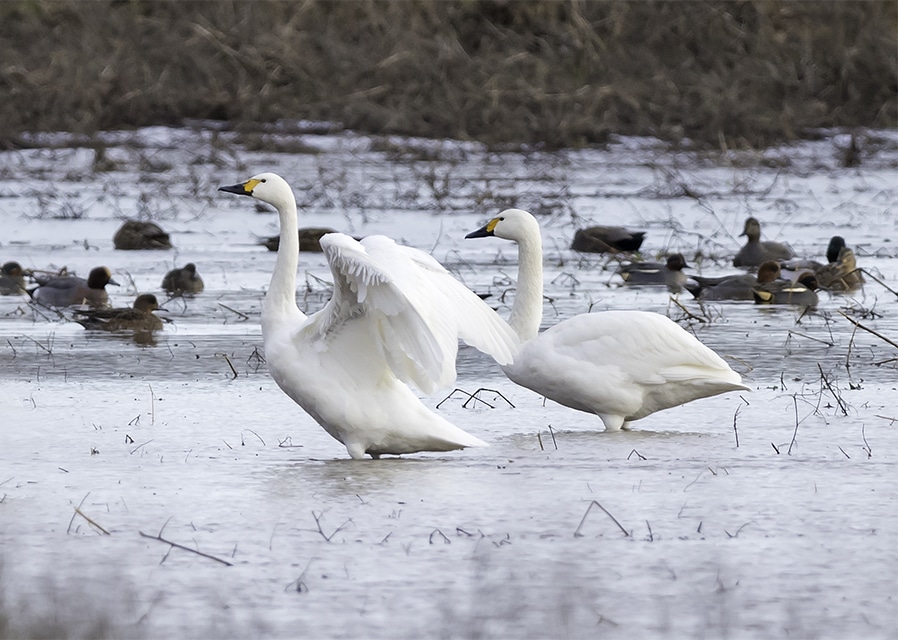 Winter wildlife wonders