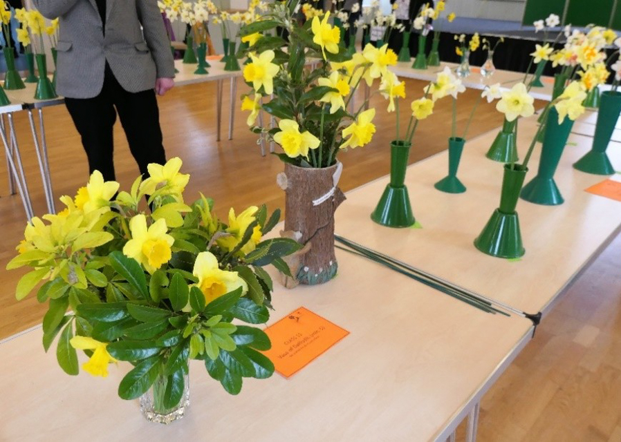 Kirton in Lindsey Amateur Gardeners: Daffodil Delight