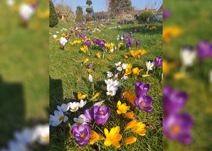April is all about daffodils!