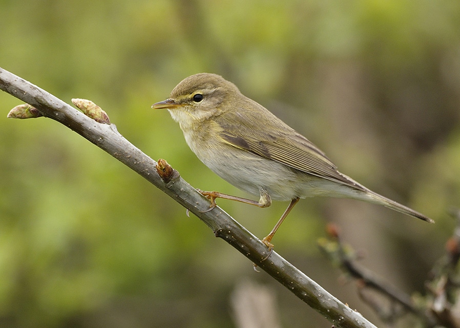 Spring migration