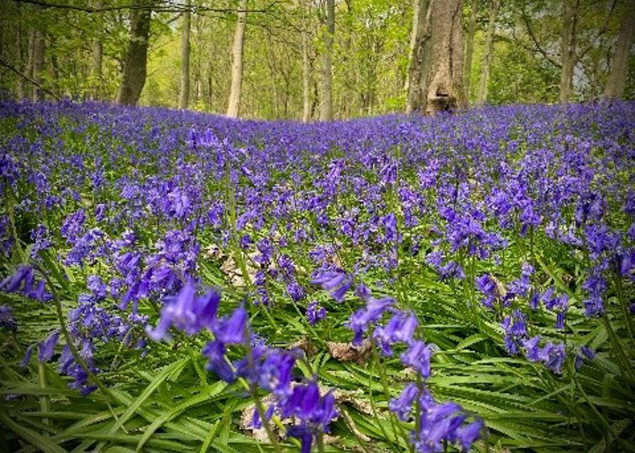 Edwinstowe In Bloom