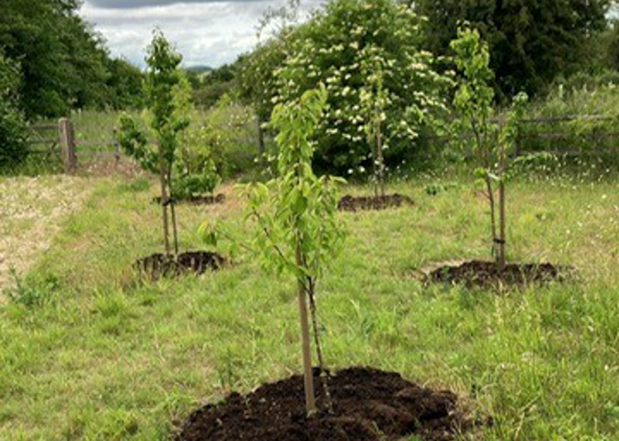 Friends of Woodlands and Coachwood Green