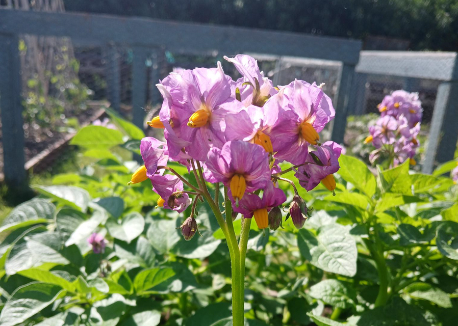 Growing well with Muddy Fork