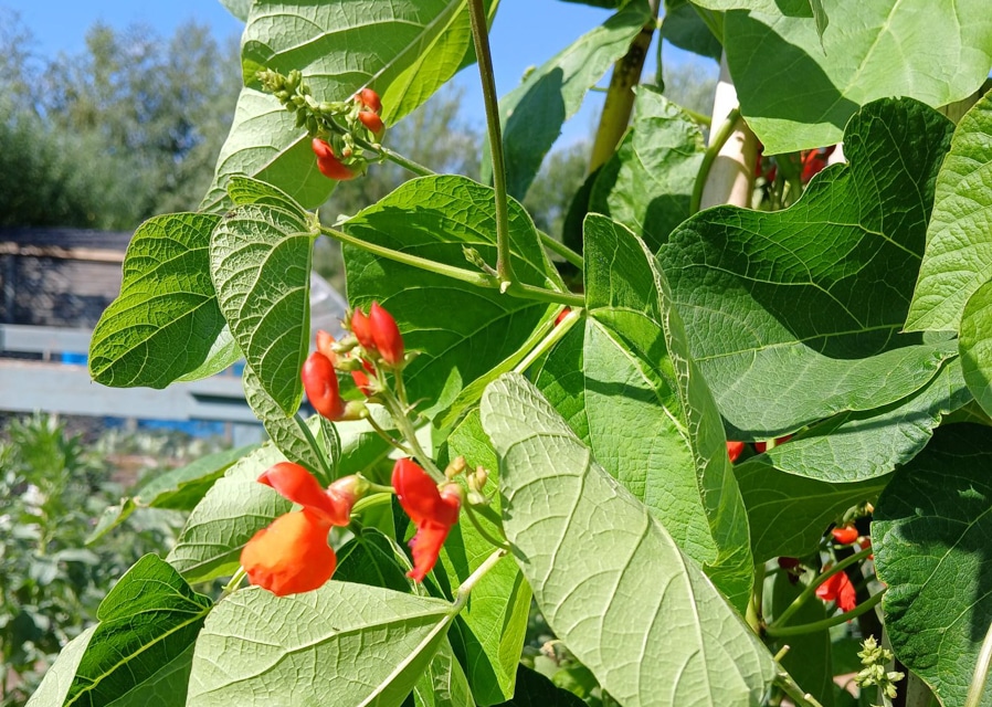 Summer Progress at Muddy Fork