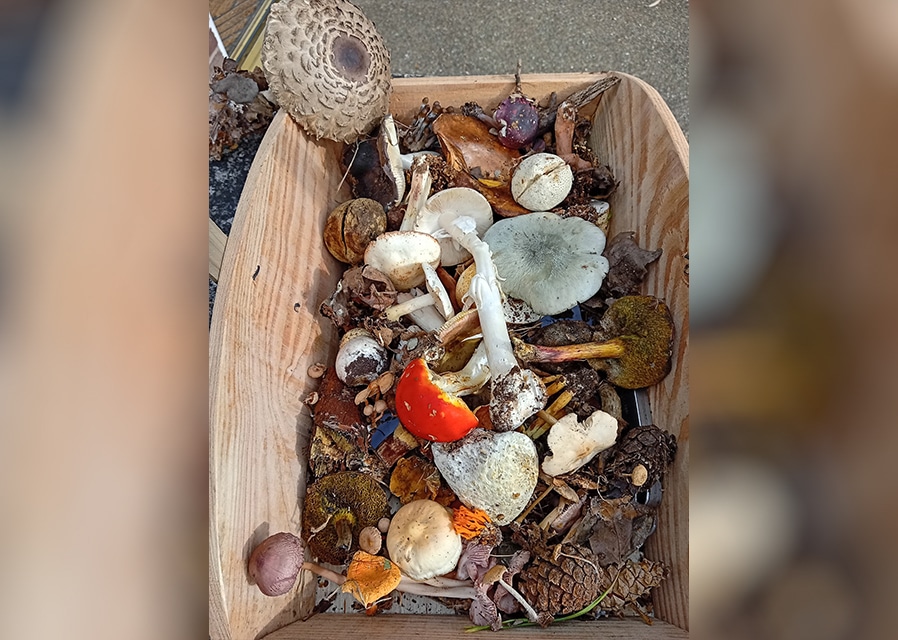 Gainsborough Area Group of Lincolnshire Wildlife Trust