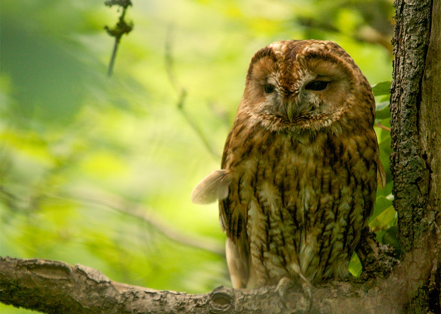 Winter wildlife wonders